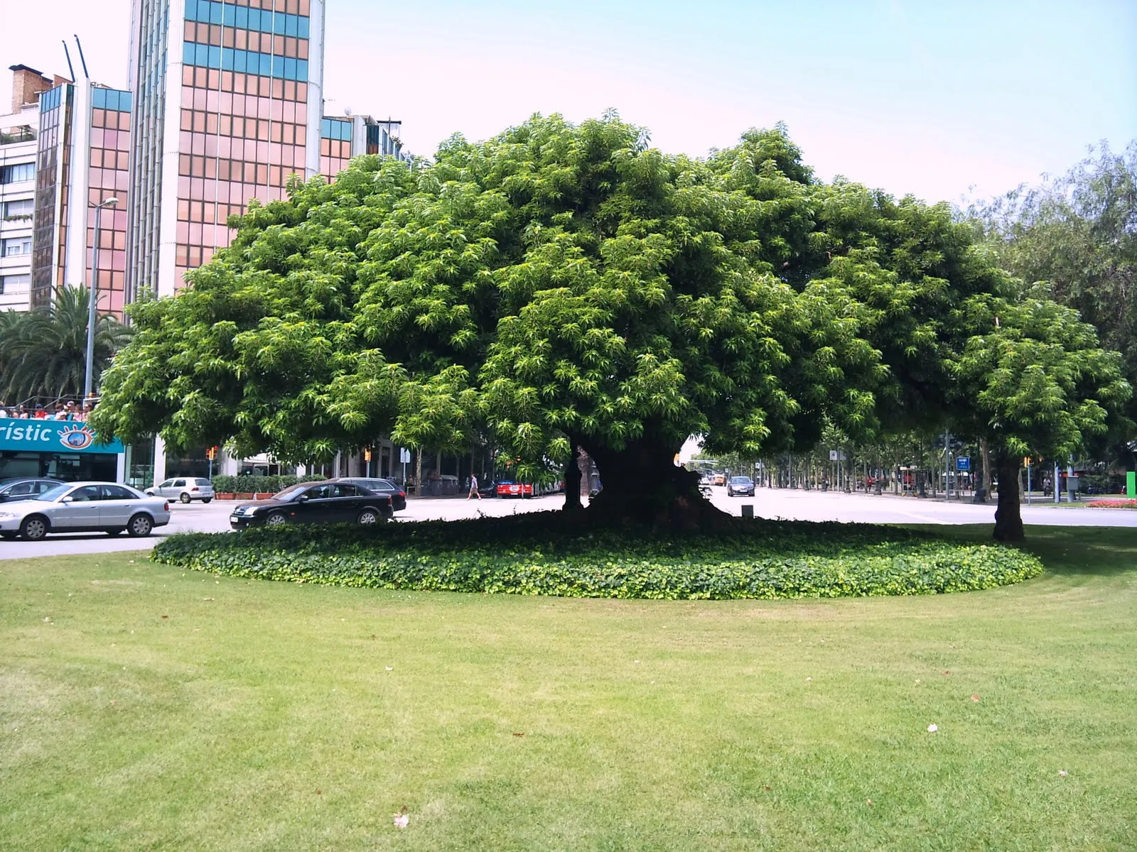 Árboles con alma: Ombú. Bella sombra. (Phytolacca dioica)