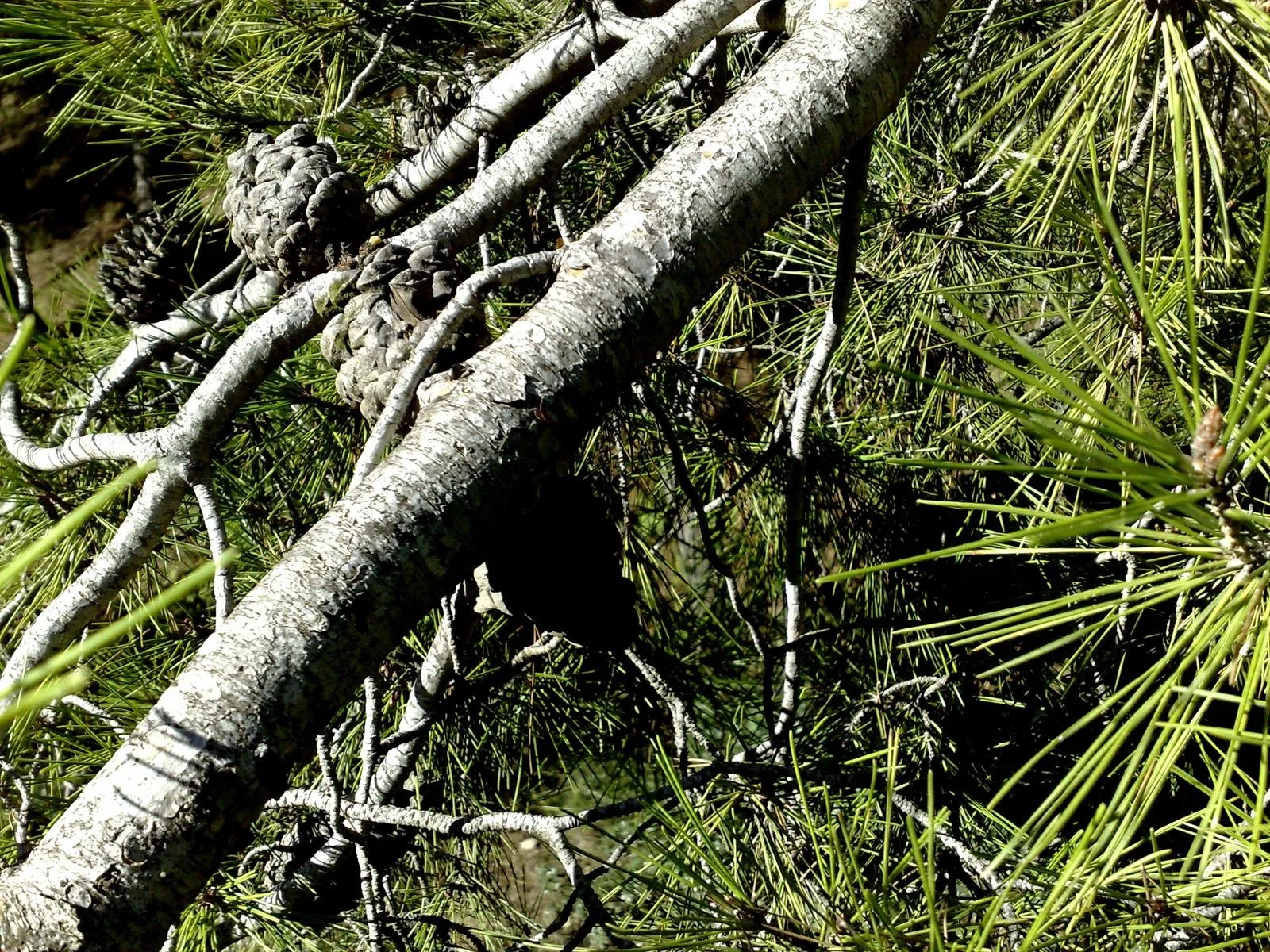 Árboles con alma: Pino Carrasco. Pi blanc. (Pinus halepensis)