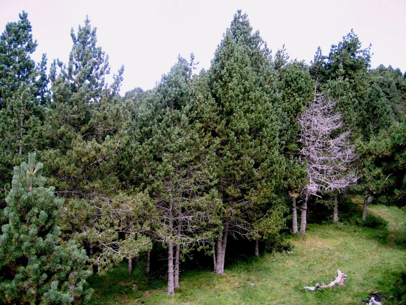 Árboles con alma: Pino negro. Pi negre. (Pinus uncinata)