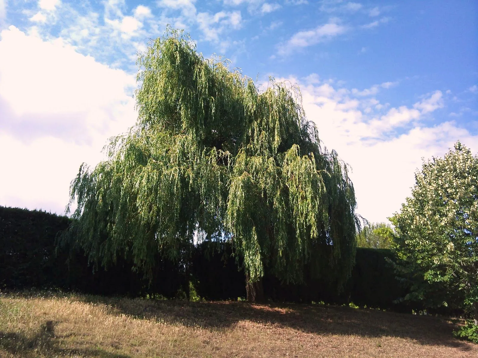 Árboles con alma: Sauce llorón. Desmai. (Salix babylonica)