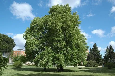 Árboles y Arbustos :: Aesculus hippocastanum L. (castaño de Indias ...