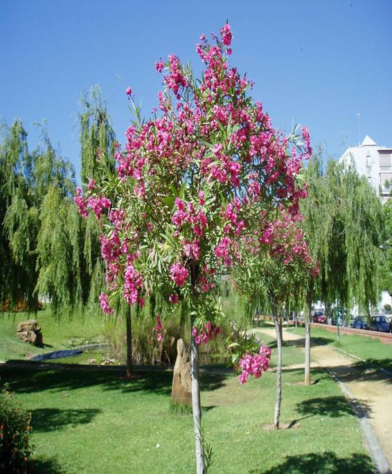 Arboles y arbustos nativos: Recomendaciones para arbolizar Lima ...