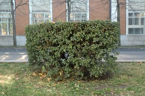 Árboles y Arbustos :: Pyracantha coccinea M. Roem. (espino de ...