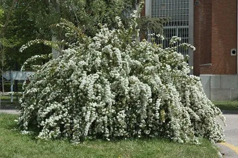 Árboles y Arbustos :: Spiraea cantoniensis Lour. (espirea) Imagen 0