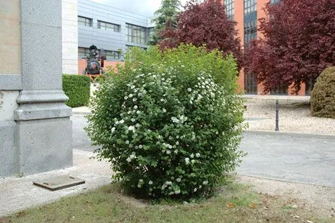 Árboles y Arbustos :: Spiraea x vanhouttei (Briot) Zabel (espirea ...