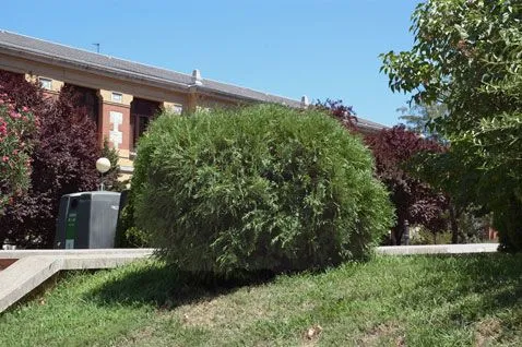 Árboles y Arbustos :: Thuja occidentalis L. (tuya, tuya del Canadá ...