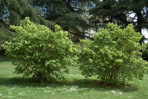 Árboles y Arbustos :: Viburnum opulus L. (bola de nieve, mundillos ...