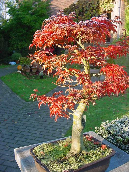 Árboles: Arce Japonés - Jardineria