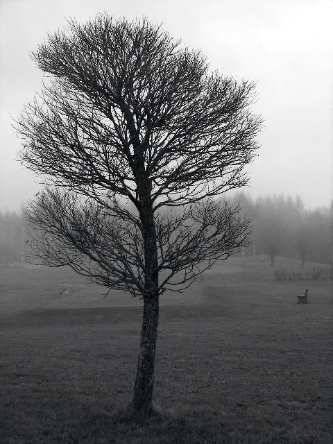 Arboles en blanco y negro - Imagui