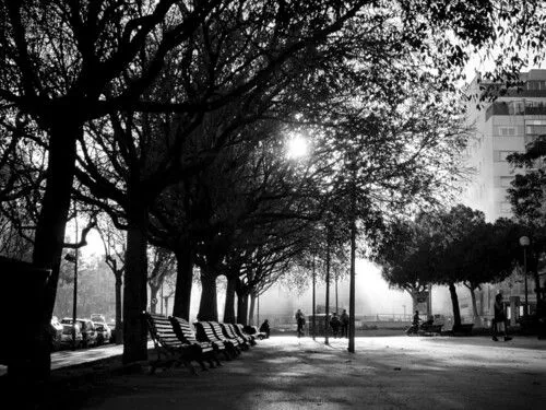 Árboles en Blanco y Negro - paisaje melancólico