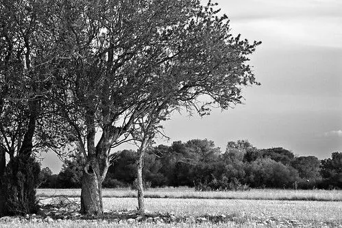 Árboles (blanco y negro) - a photo on Flickriver