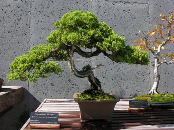 Árboles bonsai japonés (17 fotos)