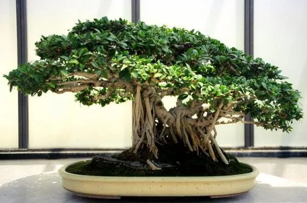 Árboles bonsai japonés (17 fotos)