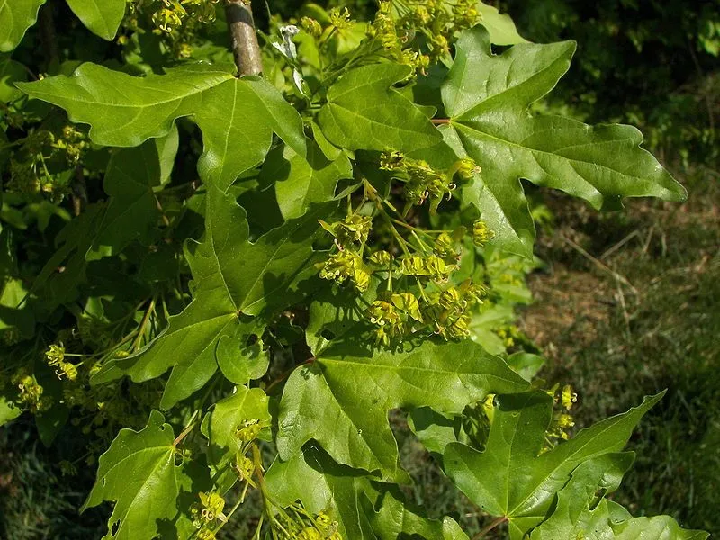 ARBOLES DEL BOSQUE Y LINDES A, B y C | monitorizacion