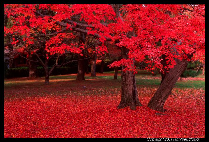 Árboles de Colores y Jardín Japones - Taringa!