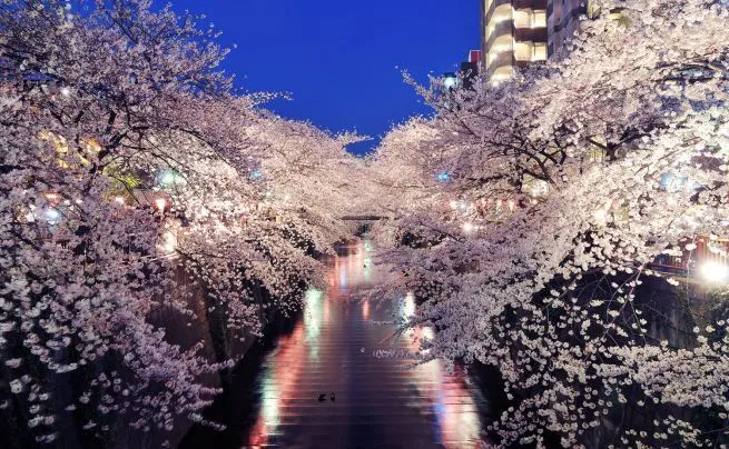 Árboles de Colores y Jardín Japones - Taringa!