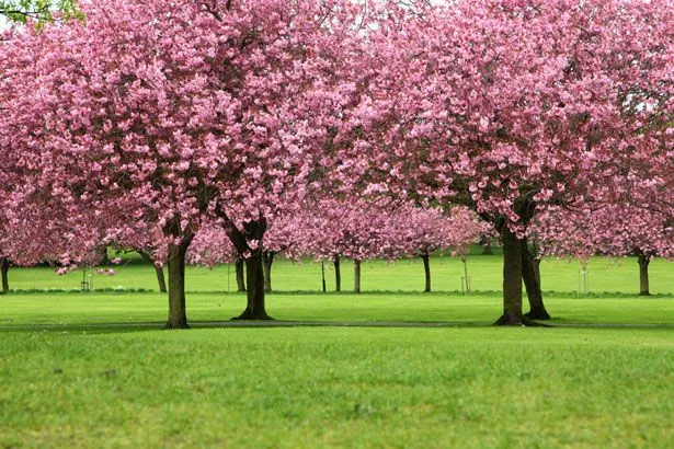 Árboles de Colores y Jardín Japones - Taringa!