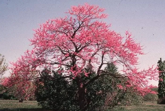 Árboles de Colores y Jardín Japones - Taringa!