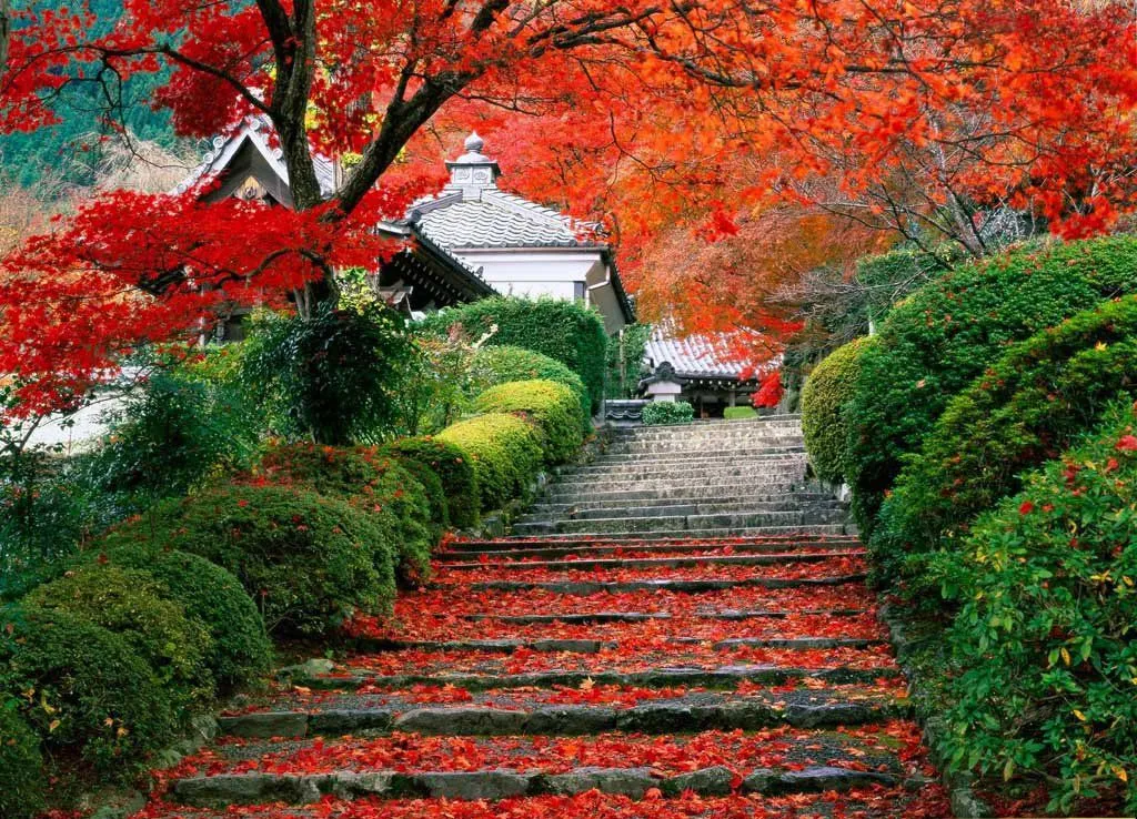 Árboles de Colores y Jardín Japones - Taringa!