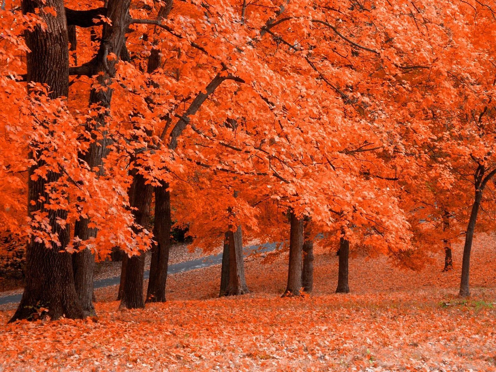 Árboles de Colores y Jardín Japones - Taringa!