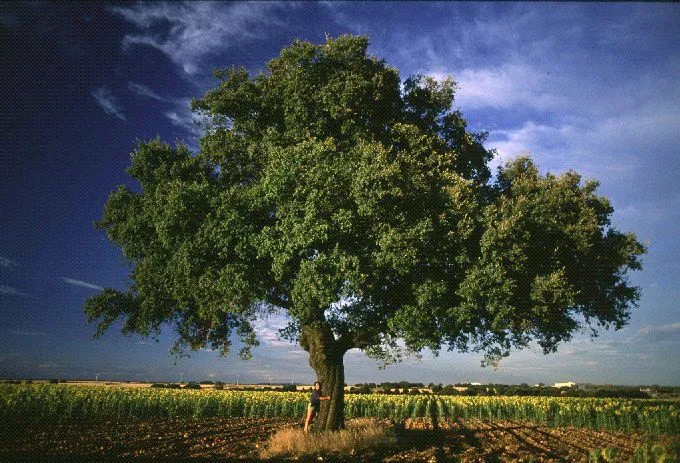 Árboles de España