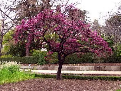 Árboles de España: El árbol del amor