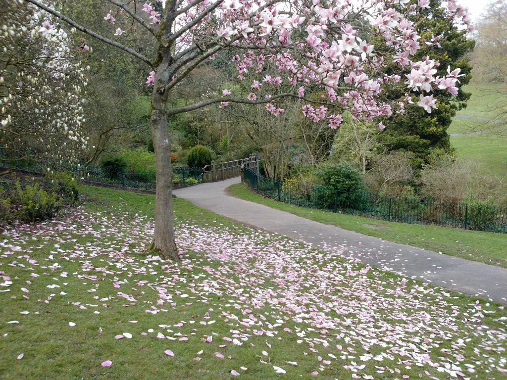 ARBOLES CON FLORES | Cuidar de tus plantas es facilisimo.