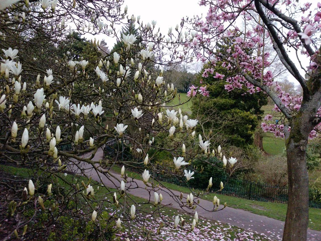 ARBOLES CON FLORES | Cuidar de tus plantas es facilisimo.