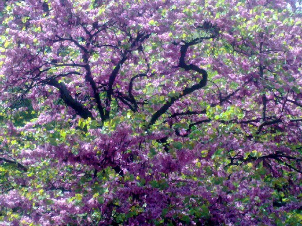 arbol flores moradas | Cuidar de tus plantas es facilisimo.