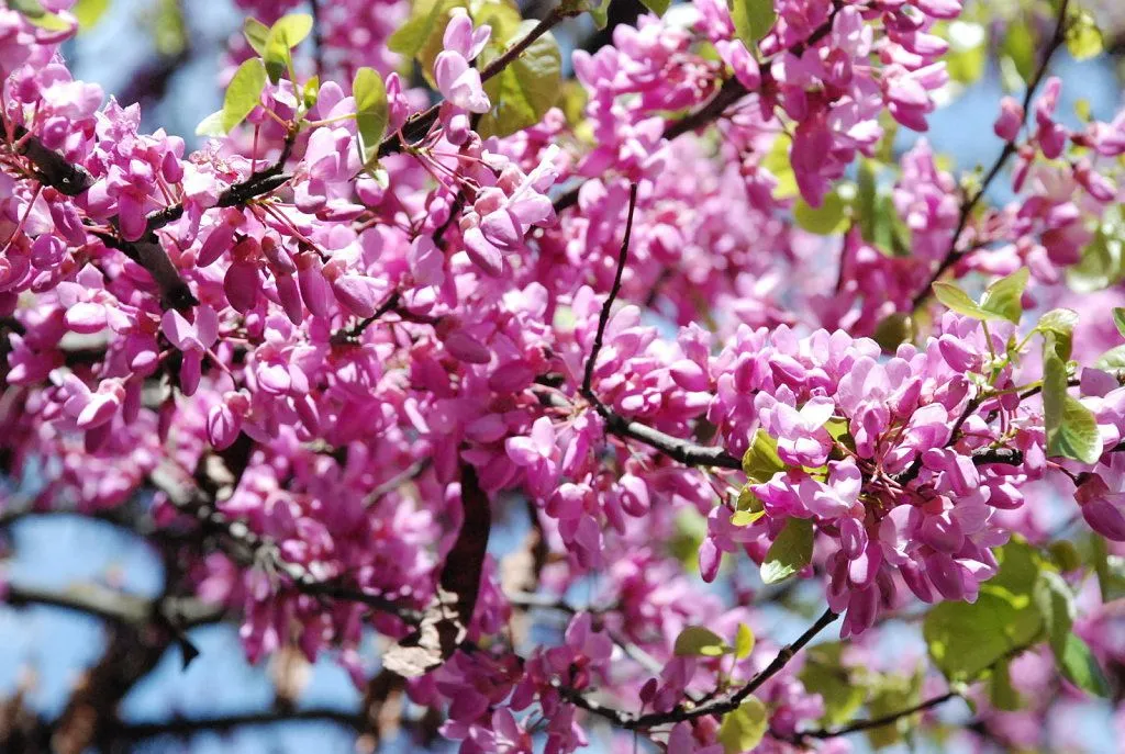 arboles flores moradas (3) | Cuidar de tus plantas es facilisimo.