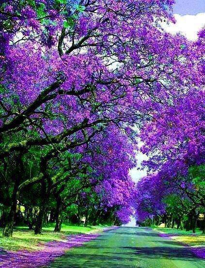 Arbol flores moradas - Imagui