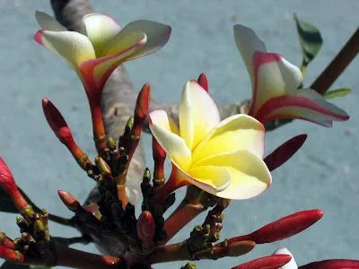 Arboles con flores PLUMERÍA