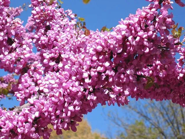 Árboles de flores rosadas - Imagui