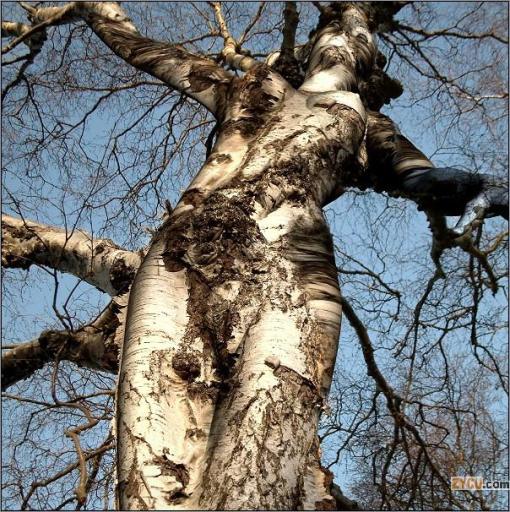 Arboles con forma de mujer | nuncalosabre