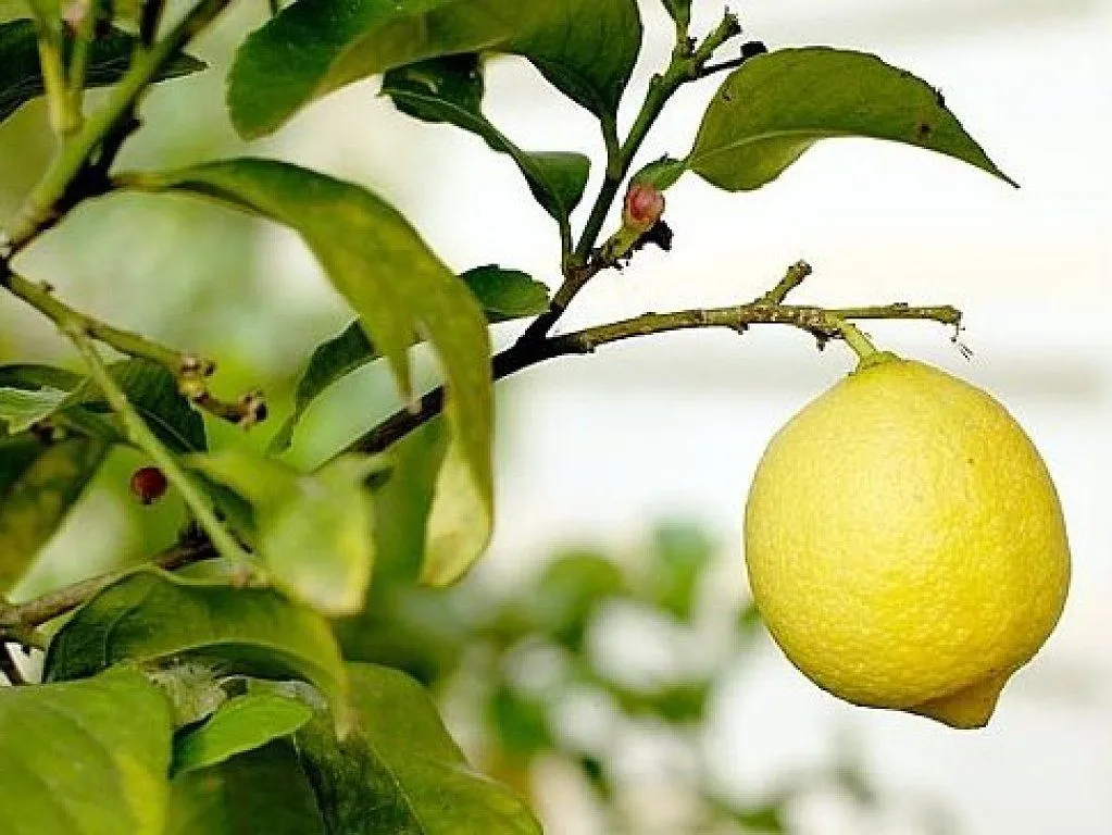 arboles frutales | Cuidar de tus plantas es facilisimo.