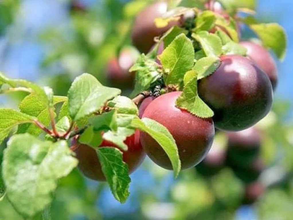 arboles frutales | Cuidar de tus plantas es facilisimo.