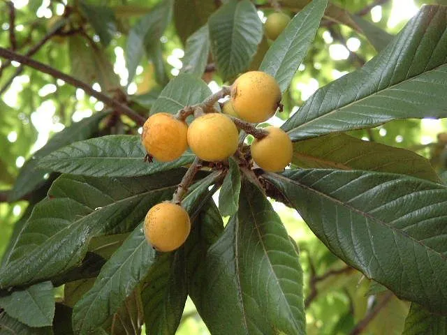 Arboles frutales de hoja perenne. - Foro de InfoJardín