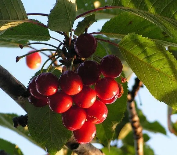 Arboles frutales - Ideas para jardines y decoración