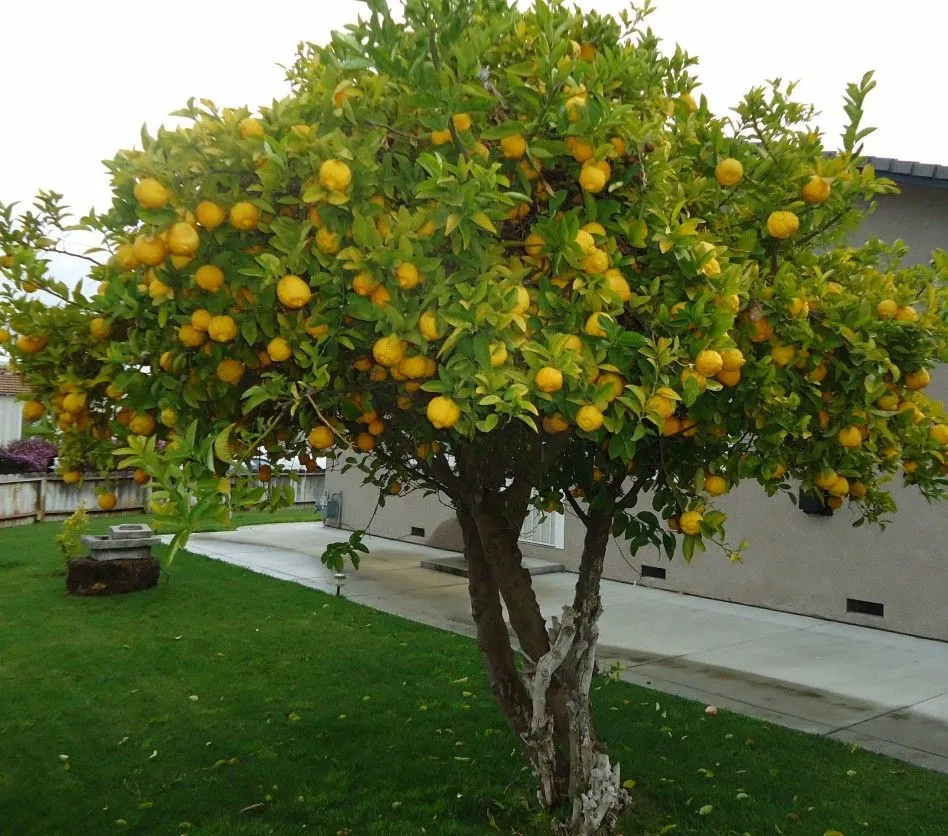 Árboles frutales con poca raíz, ideales para tu jardín | Arboles ...