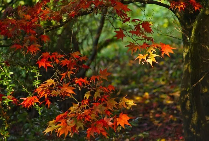 ARBOLES EN HD - Imagui