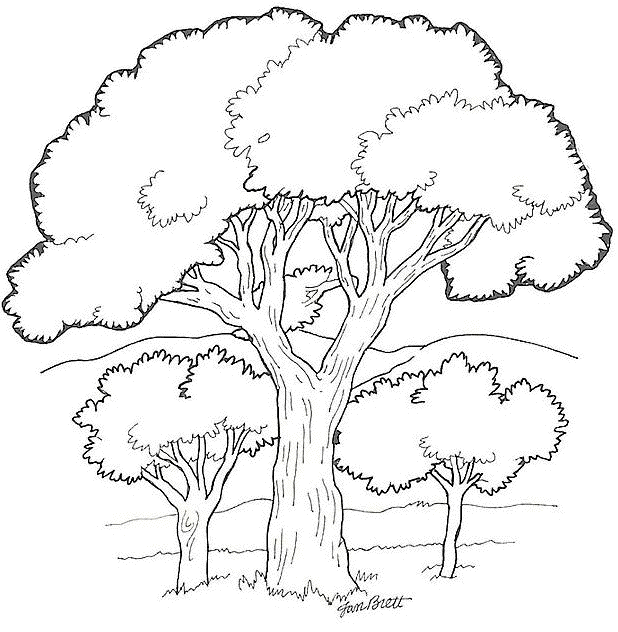 Árboles de hoja ancha - Árboles - Just Color Niños : Dibujos para colorear  para niños