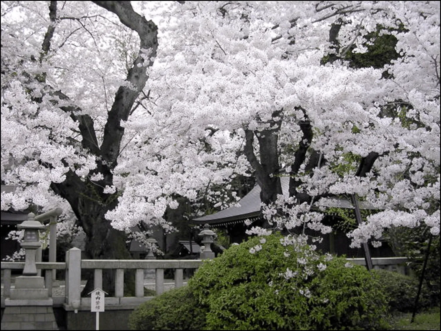 Arboles japoneses - Imagui