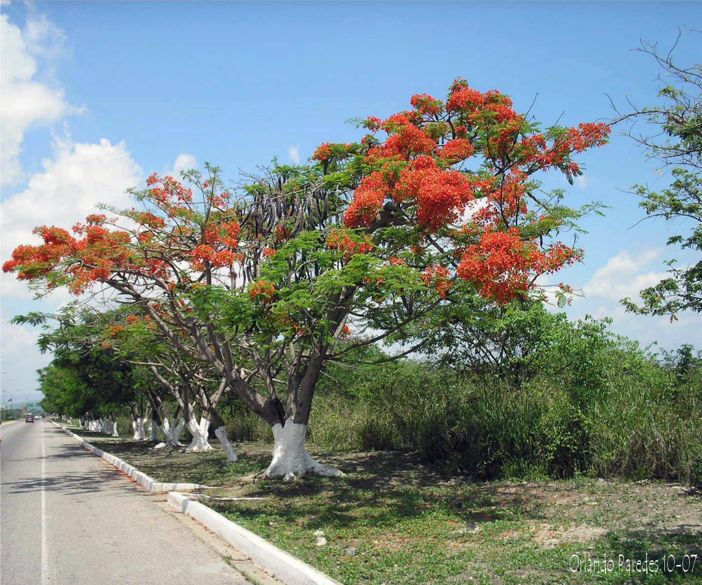 Arboles en el estado Lara, una serie fotográfica/.Trees in Lara state, a  photographic series — Hive