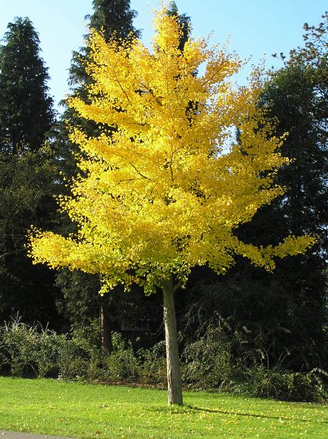 Arboles del Parque Tres de Febrero: Arboles por orden alfabético