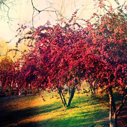 Esos árboles rojos... - a photo on Flickriver