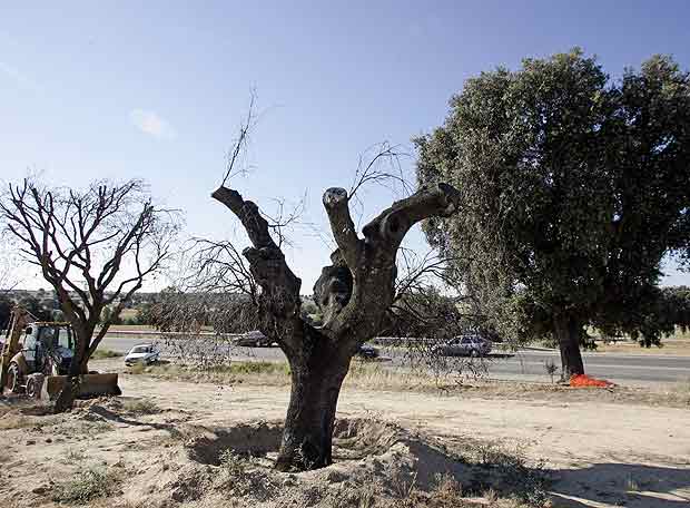 Árboles secos en la ruta de los pantanos | Edición impresa | EL PAÍS