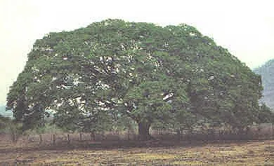 arbolguanacaste.jpg