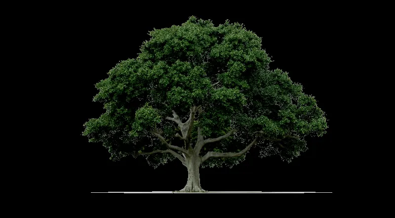 Árboles en planta png - Imagui