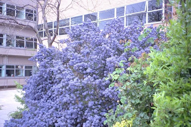 Arbusto de florecillas azules - INFOJARDIN