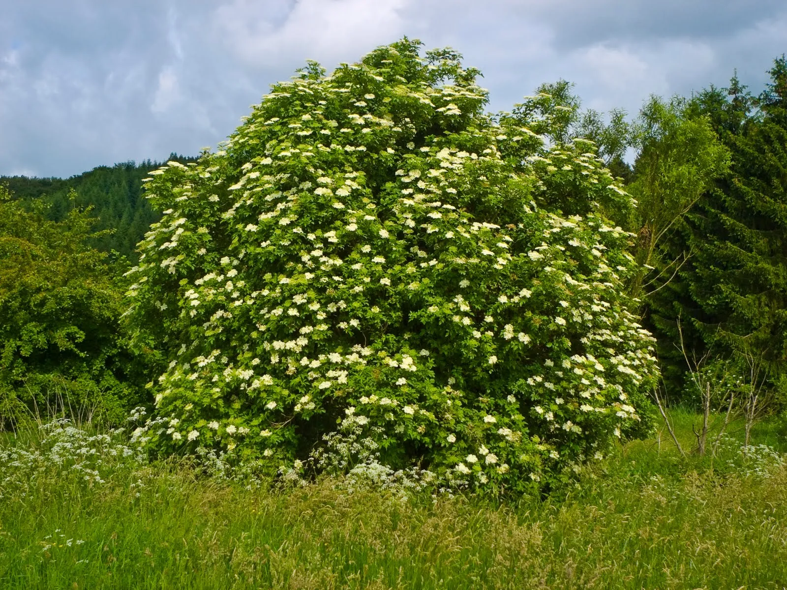 ARBUSTOS - BIONATURALIST